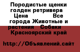 Породистые щенки голден ретривера › Цена ­ 25 000 - Все города Животные и растения » Собаки   . Красноярский край